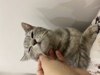 6 Aylık Dişi British Shorthair