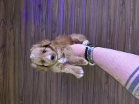Aşılı orjinal maltipoo