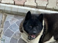 Amerikan Akita
