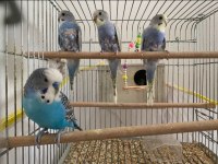 30 Günlük Yavru Muhabbet Kuşları