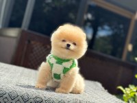 Üst Kalite Pomeranian Boo