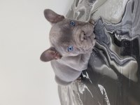 SON 1 YAVRU FRENCH BULLDOG YETİŞEN ALIR