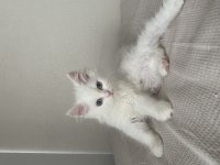 3 aylık british longhair yavrumuz
