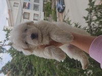 Maltese terrier yavrularımız