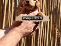 Orijinal Toy Poodle