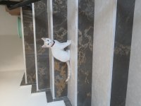 3 aylık bakımlı ankara kedisi