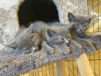 British shorthair 2 aylık kedimiz