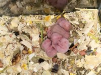 Hamster Tatlı Yavrular İzmir Buca