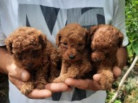 A kalite toy poodle yavrular sağlık ve ırk garantili