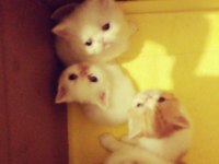 İran persian saf