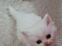 Pofuduk Tomyy Ballı Lokma Tatlısı Kedimiz