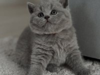 Kadife Tüylü Gri British Shorthair