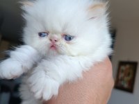 35 GÜNLÜK SAFKAN İRAN KEDİSİ YAVRULAR