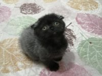 Oyuncu minik scottish fold yavrularımıza sıcak yuva arıyoruz