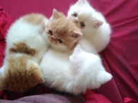 İran persian safkan