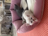 Scottish fold bebekler