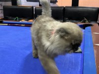 British slonghair casper yeni sahibini bekliyor