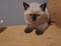 Aldın aldın son 4 yavru scottish fold