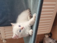 Saf kan british shorthair dişi yavru