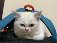 British Shorthair Blue Point