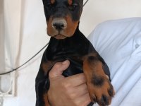 A şecere safkan doberman yavruları