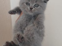 British shorthair yavrular teslime hazır