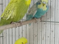 Yem Maliyetine Şov Jumbo Kuşlar