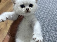 British Shorthair Silver