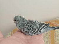 BAKIMLI YAVRU MUHABBET KUŞLARIMIZ VARDIR