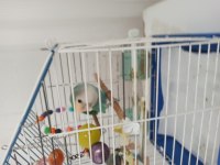 Sevda Papağanı 9 Aylık Erkek Evcil