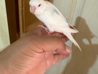 29 GÜNLÜK KONUŞTURMALIK BEBEK MUHABBET KUŞU