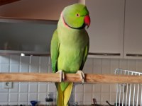 Jumbo Böyle Erkek Pakistan Papağanı