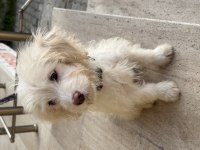 4 Aylık Aşılı Çipli Maltipoo