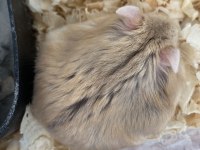 Ücretsiz güvenli bir yuva arıyoruz 1 aylık hamster