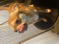 Chihuahua bebekler