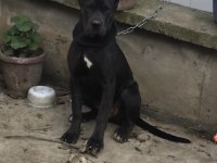 6 aylık anne baba şecereli dişi cane corso
