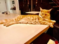 11 aylık sağlıklı erkek maine coon