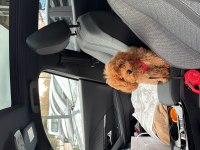4 aylık dişi poodle
