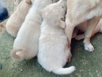 Golden Retriever Yavrusu Sahiplendirmek İstiyorum