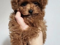 Sıcacık Bir Yuva Arayan Toy Poodle Bebekler