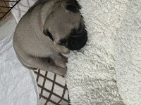 45 günlük krem dişi pug mops