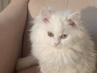 Çok nadir bulanan yavru kedimiz