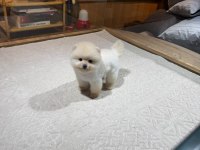 Pomeranian boo yavrularımız için ulaşın