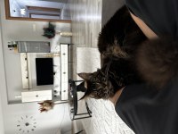 Şecereli erkek maine coon