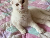 Scottish fold 3 aylık erkek karneli