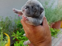 Egzotic Fransız bulldog