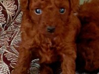 Toy poodle efsane bebekler