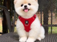 Orjinal Pomeranian Boo Yavrumuz Bella
