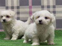 Mükemmel Kalitede Maltese Terrier Yavrular