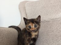 50 GÜNLÜK MELEZ YAVRU KEDİLER